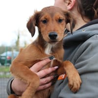 Astra, chienne à adopter
