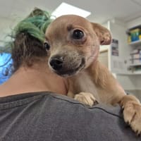 HERMIONE QCN, chienne à adopter