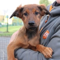 Bali, chienne à adopter