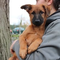 Art, chien à adopter