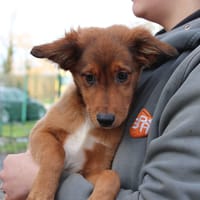 Cujo, chien à adopter