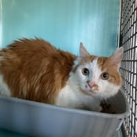 ELIOT, chat à adopter