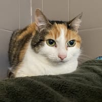 MEIMEI, chatte à adopter