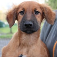 Sparky, chien à adopter