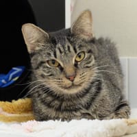 pab28313 Betsie, chatte à adopter