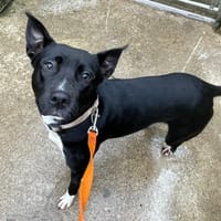 Starmania (en cours d'adoption), chienne à adopter