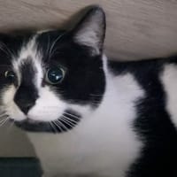 BAYA, chatte à adopter