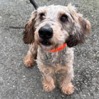 ROBBY HAA24696, chien à adopter