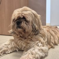 Flash, chien à adopter