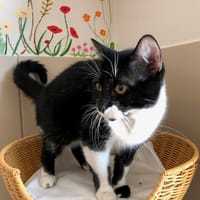 MINOU, chat à adopter
