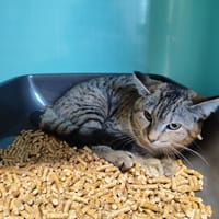 BELINDA, chatte à adopter