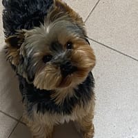 Erwan, chien à adopter