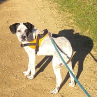 MOZN, chienne à adopter