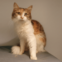 MADELINE CHA, chatte à adopter