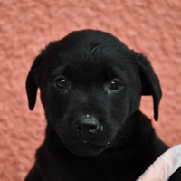 SNOOP, chien à adopter