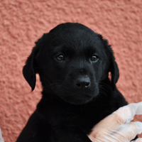 BARRY, chien à adopter