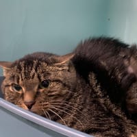 Maneki, chatte à adopter