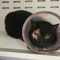 PUMA, chat à adopter