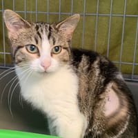 Javotte, chatte à adopter