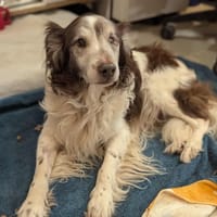 Jo, chien à adopter