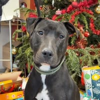 VIAGO, chien à adopter