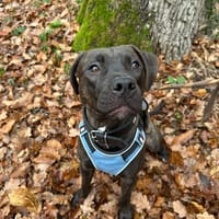 NONNETTE PAA24053, chienne à adopter