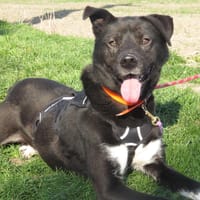 NARCO, chien à adopter