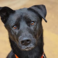 NARCO, chien à adopter