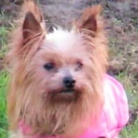 MOUFLETTE, chienne à adopter