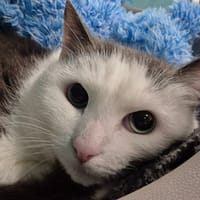 OZZIBOO QCT, chat à adopter