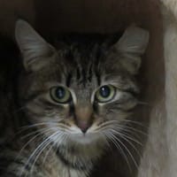 LAVANDE, chatte à adopter