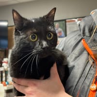 CLOCHETTE, chat à adopter