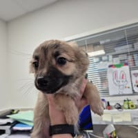 BOUBA QCN (réservé), chien à adopter