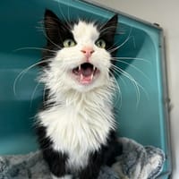 Piouf, chat à adopter