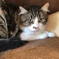 FENDY, chat à adopter