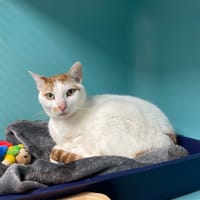 Titou, chat à adopter