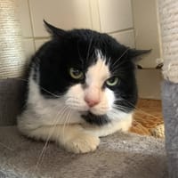 Félix, chat à adopter