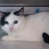 COCO CHANEL, chatte à adopter