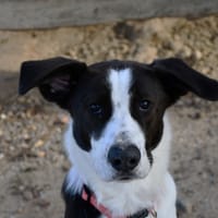 MILO, chien à adopter