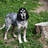 BUD ( En cours d'adoption), chien à adopter