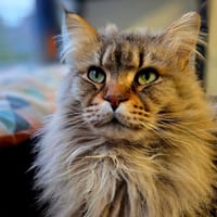 Shibi, chat à adopter