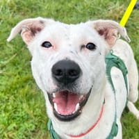 Hina, chienne à adopter