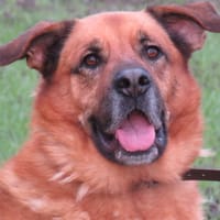 HATCHI, chien à adopter