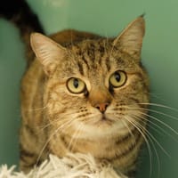 CABRIOLE PAB28412, chatte à adopter