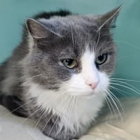 mimousette, chatte à adopter