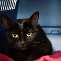 Piloufas ( En cours d'adoption ), chatte à adopter