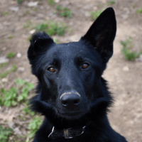 Teyla, chienne à adopter