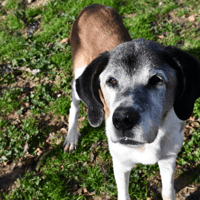 Mozart, chien à adopter