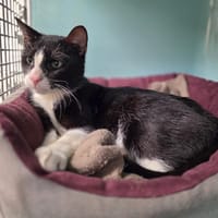 Mooglie [FIV+], chat à adopter