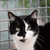 GROSMINET, chat à adopter